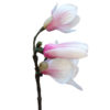 Gałązka KWIAT MAGNOLII 45cm biały+różowy - obrazek 4