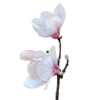 Gałązka KWIAT MAGNOLII 45cm biały+różowy - obrazek 5