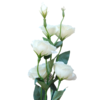 Gałązka EUSTOMA 84cm biały - obrazek 4